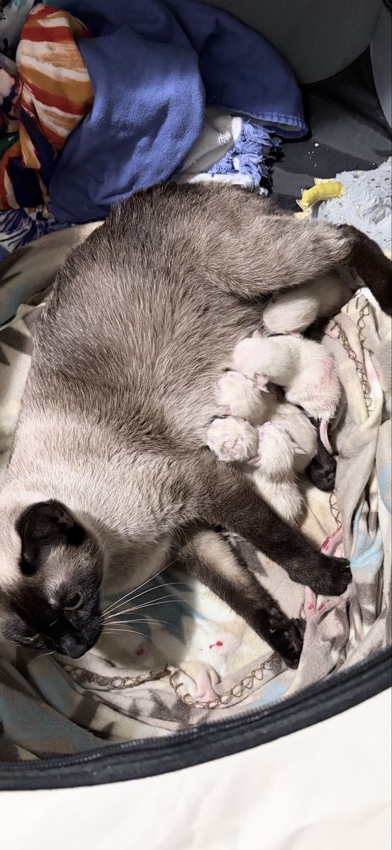 Just born and so cute! Accepting Deposits to Reserve* Litter of Pure Bred Seal Point Siamese Kittens expected any day.