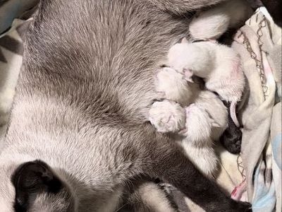 Just born and so cute! Accepting Deposits to Reserve* Litter of Pure Bred Seal Point Siamese Kittens expected any day.