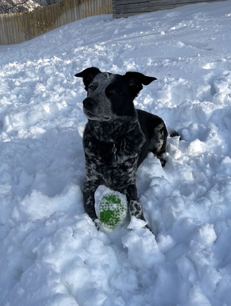Adorable Blue Heeler Collie Mix