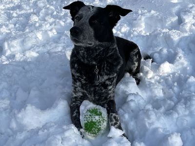 Adorable Blue Heeler Collie Mix