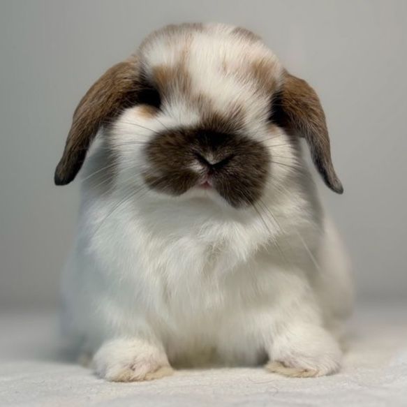 Holland Lop Buck