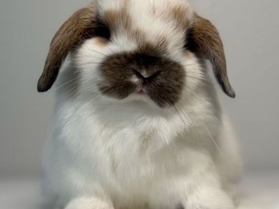 Holland Lop Buck