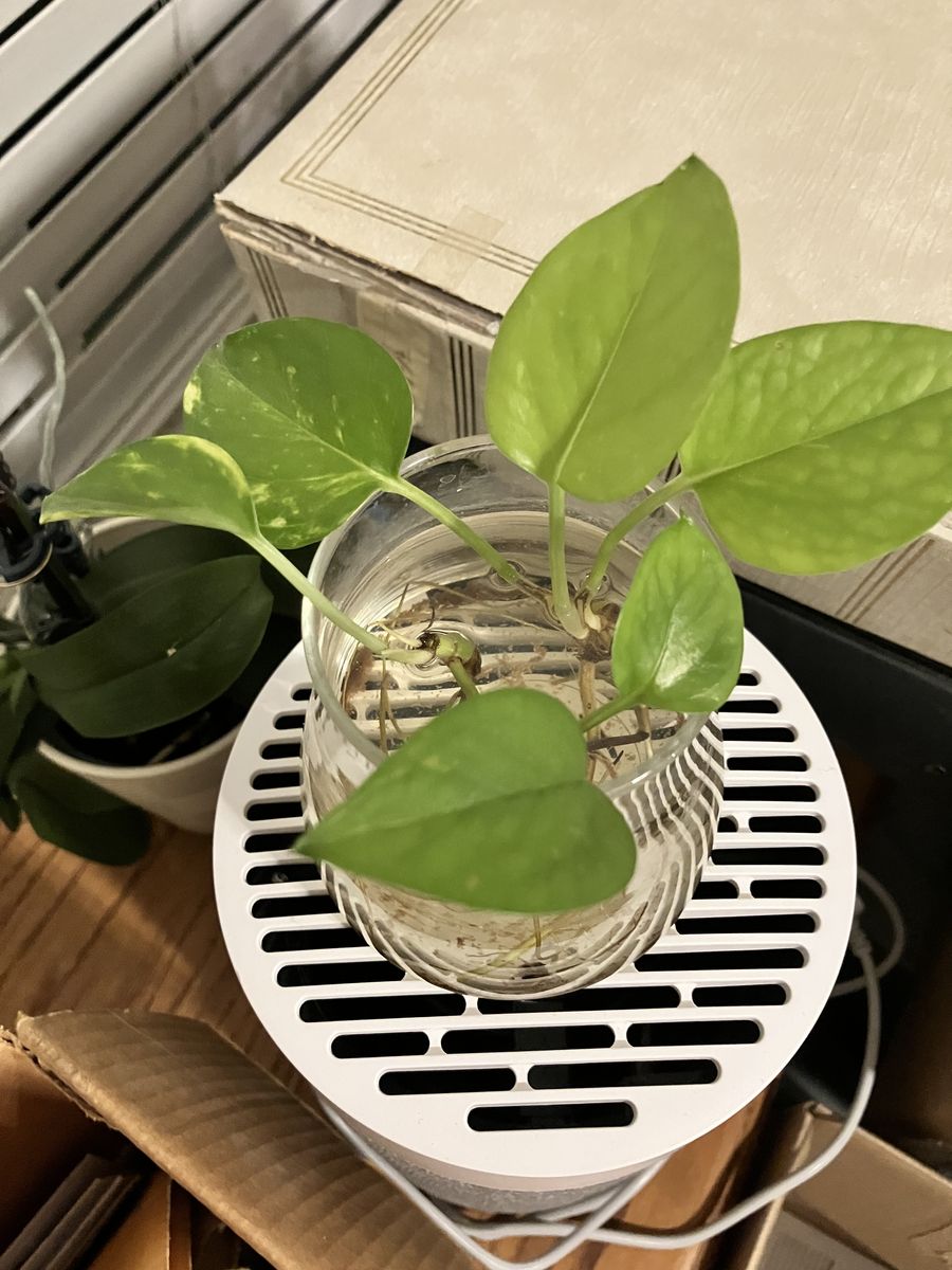 Rooted Pothos Starters