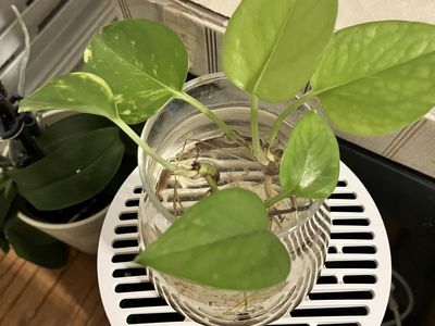 Rooted Pothos Starters
