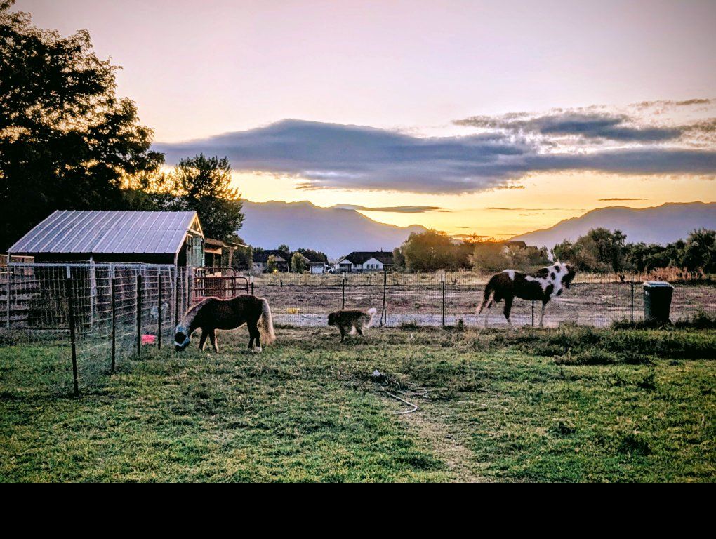 Pet and livestock care and sitting as well as dog walking/brushing