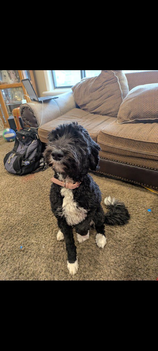 1 year old mini bernadoodle