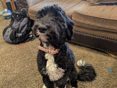 1 year old mini bernadoodle