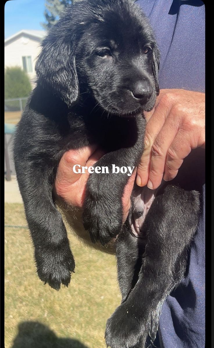 Black And Yellow Pointing Labs