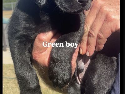 Black And Yellow Pointing Labs