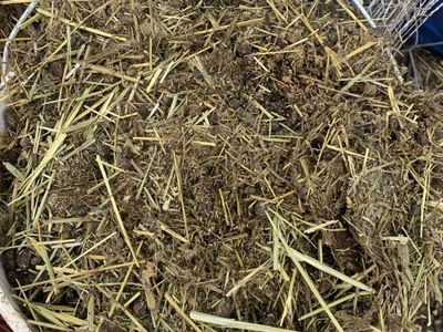 Amazing Bunny Poop Compost