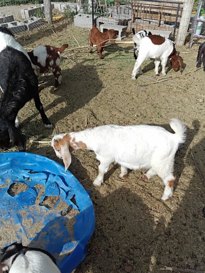 Goat herd 10 head  mostly papered boers