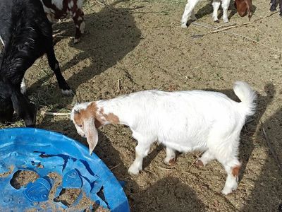 Goat herd 10 head mostly papered boers