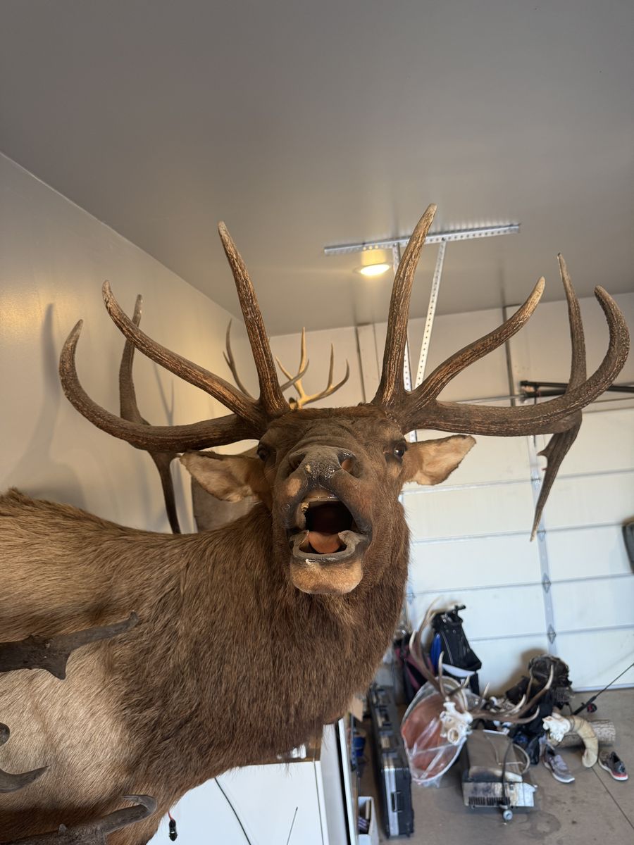 Elk Mount