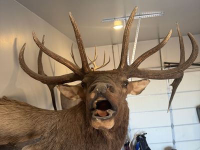 Elk Mount