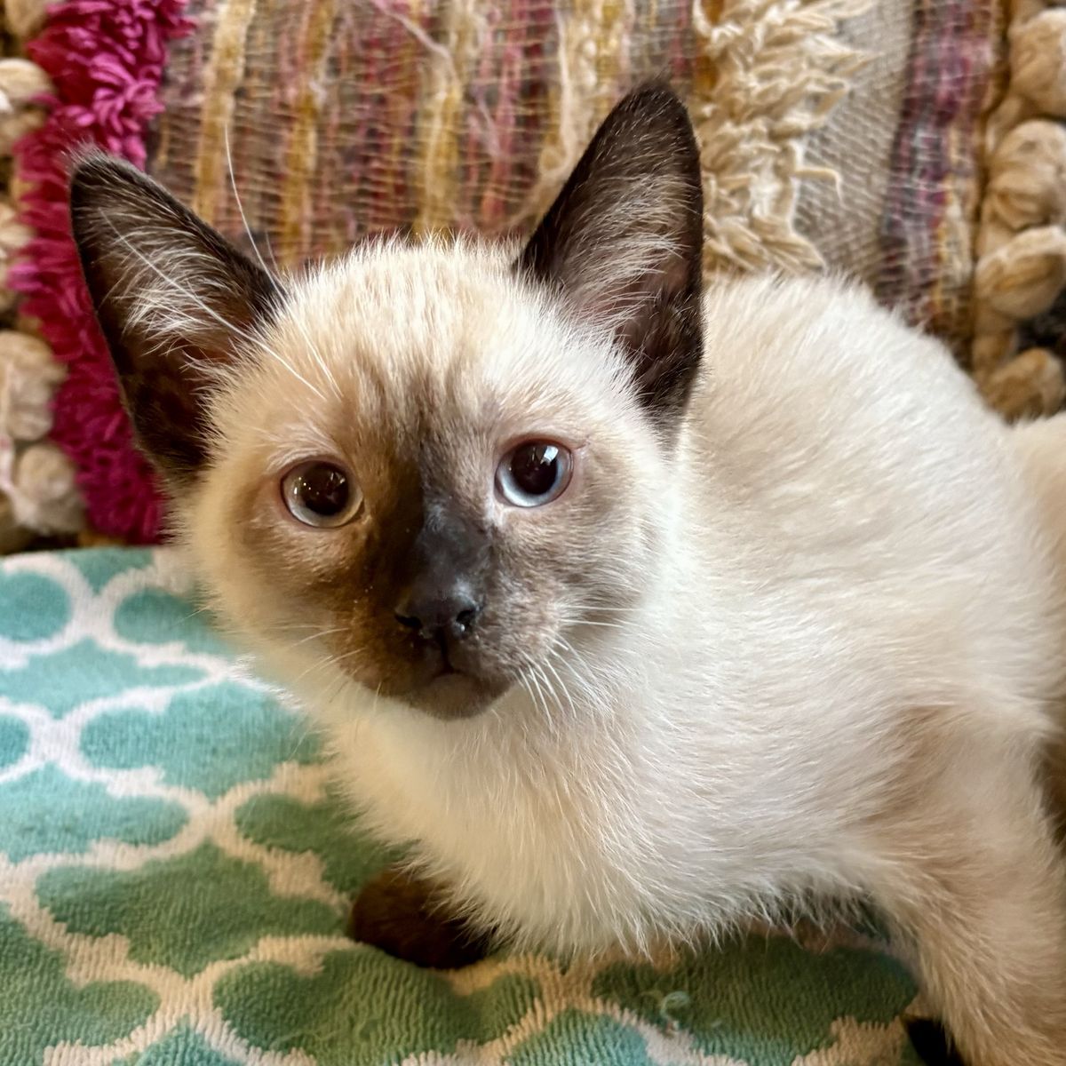 Sweet Seal Point Siamese Male Kitten