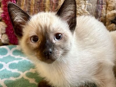 Sweet Seal Point Siamese Male Kitten