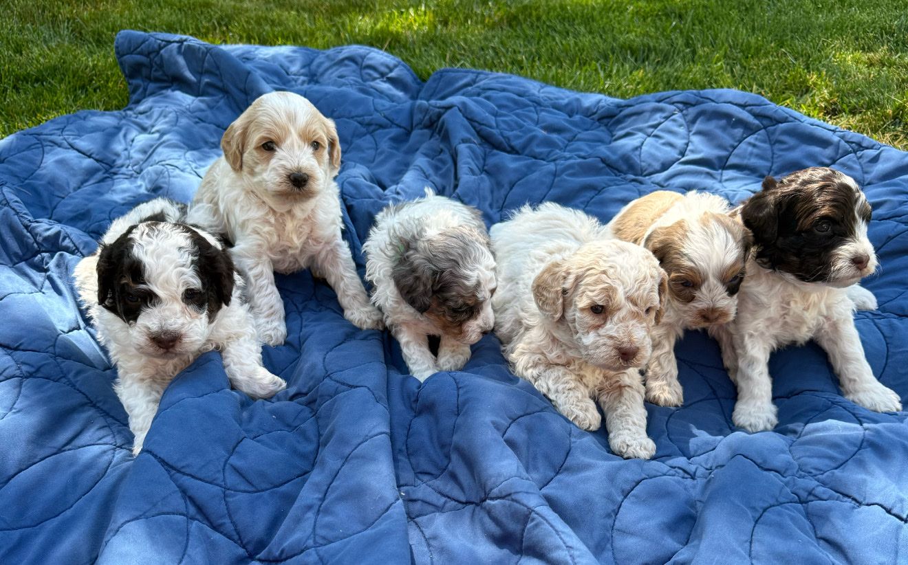 Unique Cavapoo Puppies