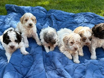 Unique Cavapoo Puppies