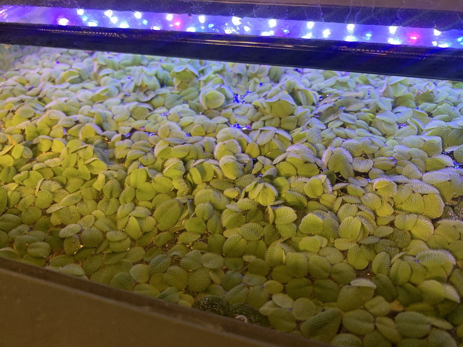 Water spangles (Salvinia minima)