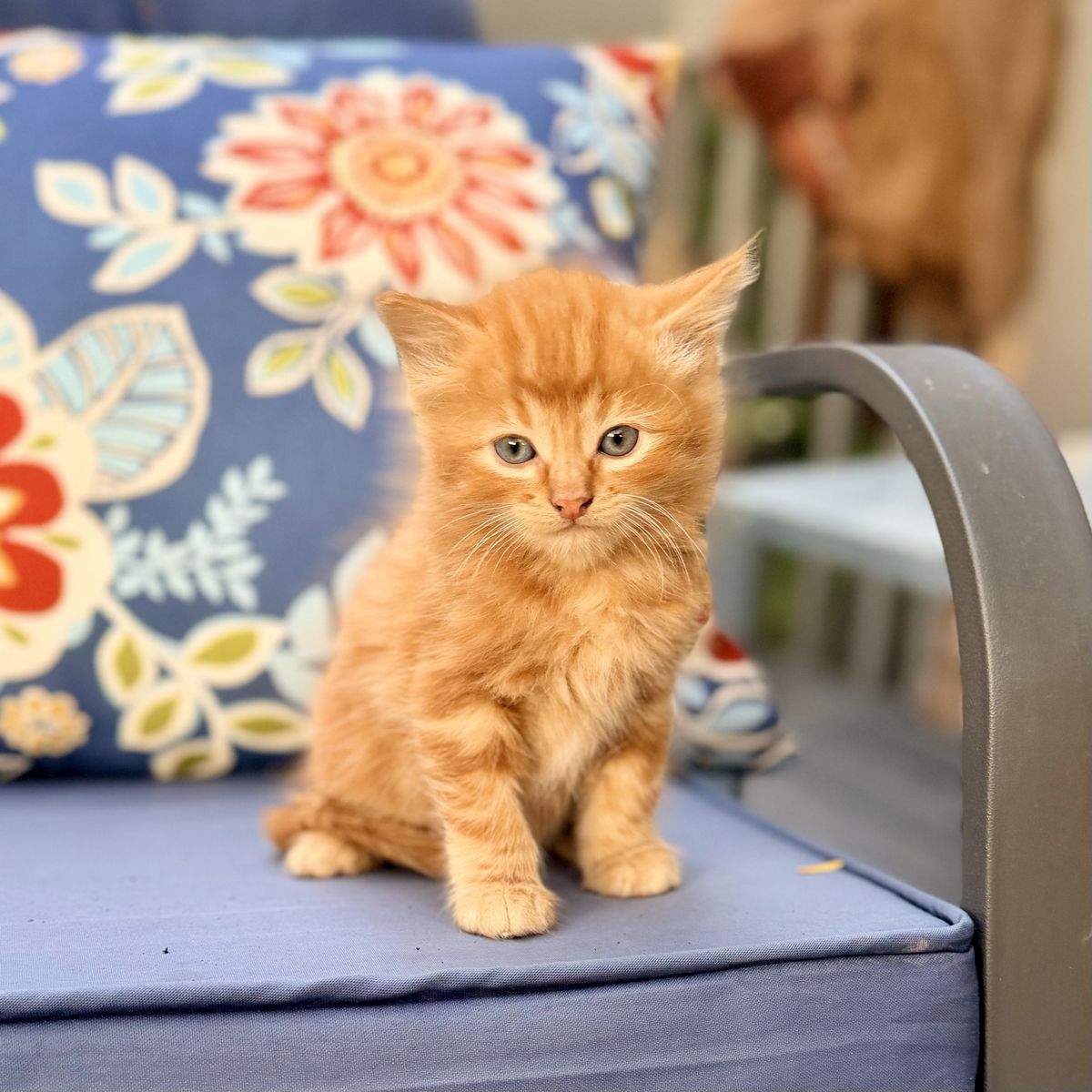 Adorable 6 week old kittens orange striped tortoise shell/calico