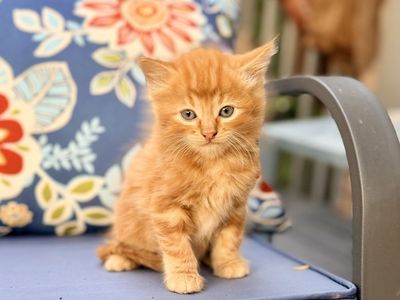 Adorable 6 week old kittens orange striped tortoise shell/calico