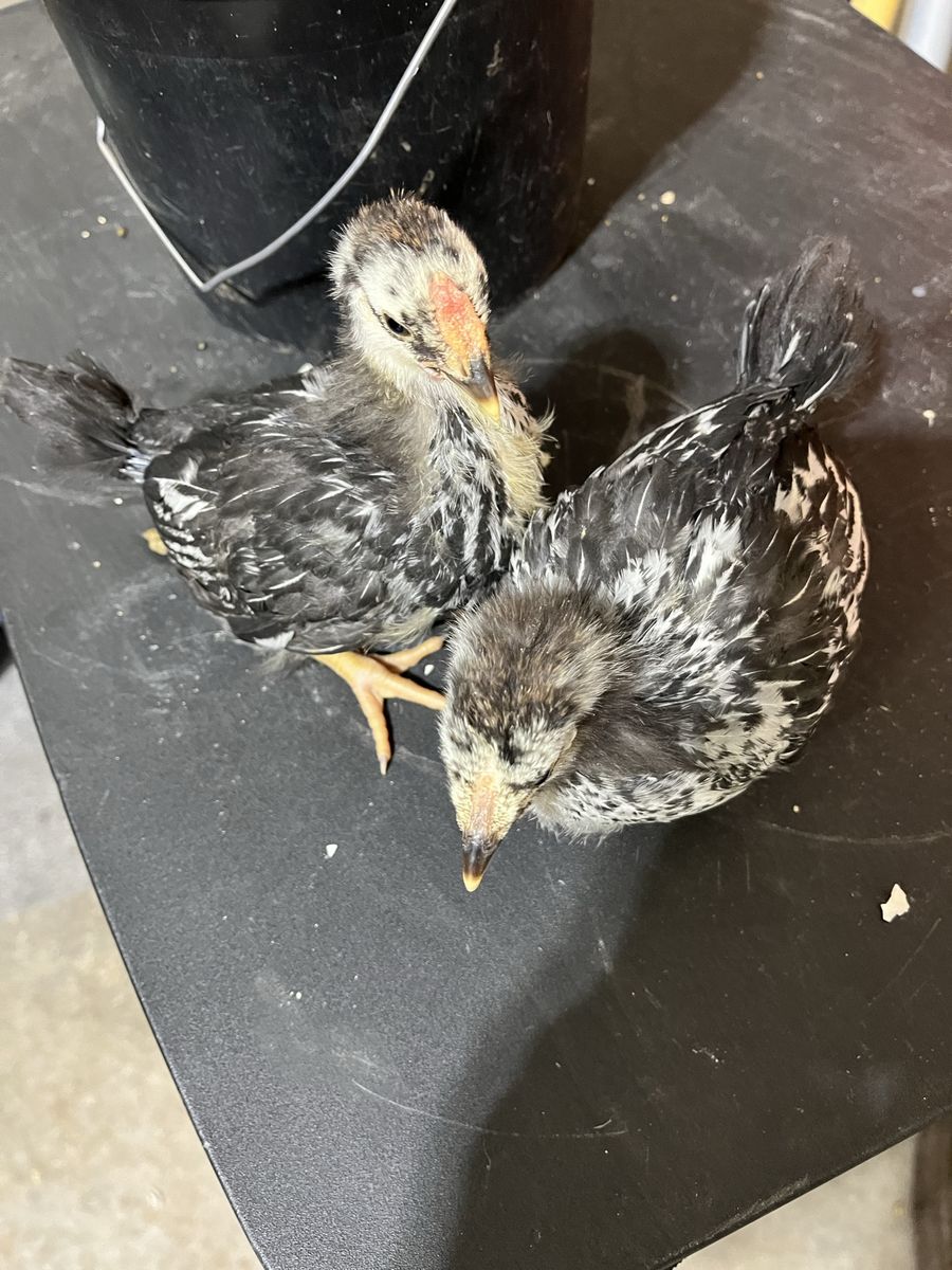 Silver laced Wyandotte Chicks