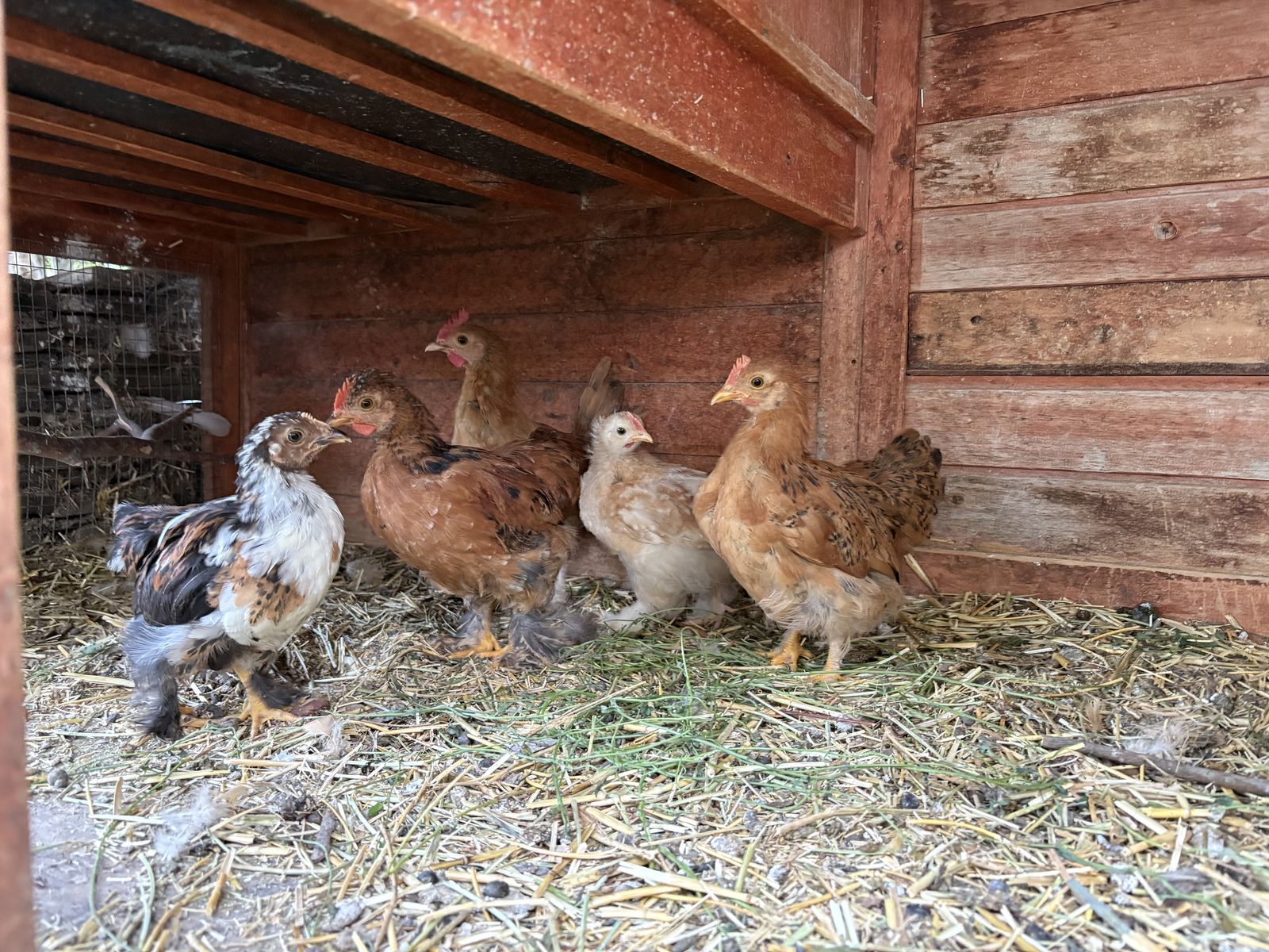 Free chicks