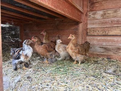Free chicks