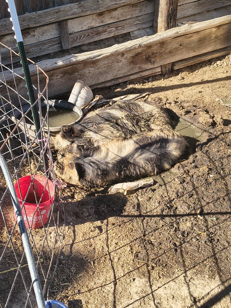 2 Kune Kune Sows