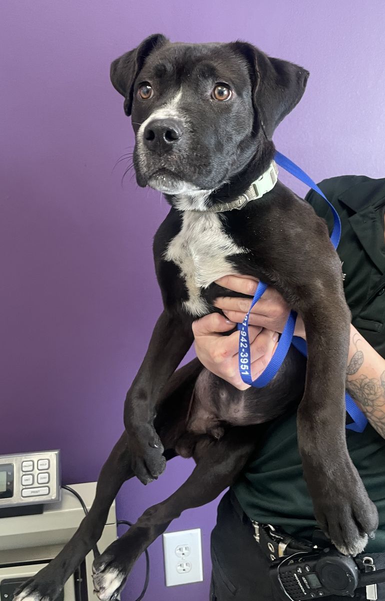 A160919 Rocky is Available for Adoption!