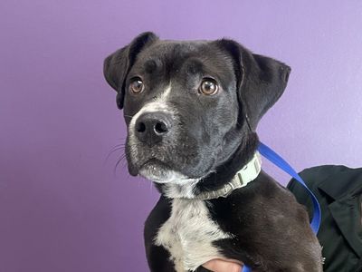 A160919 Rocky is Available for Adoption!