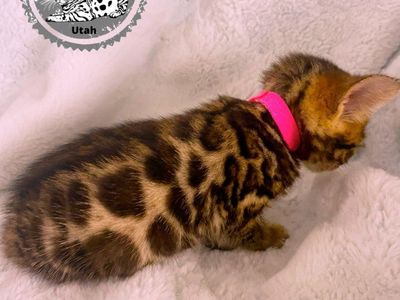 kitten Ready to go to her new home