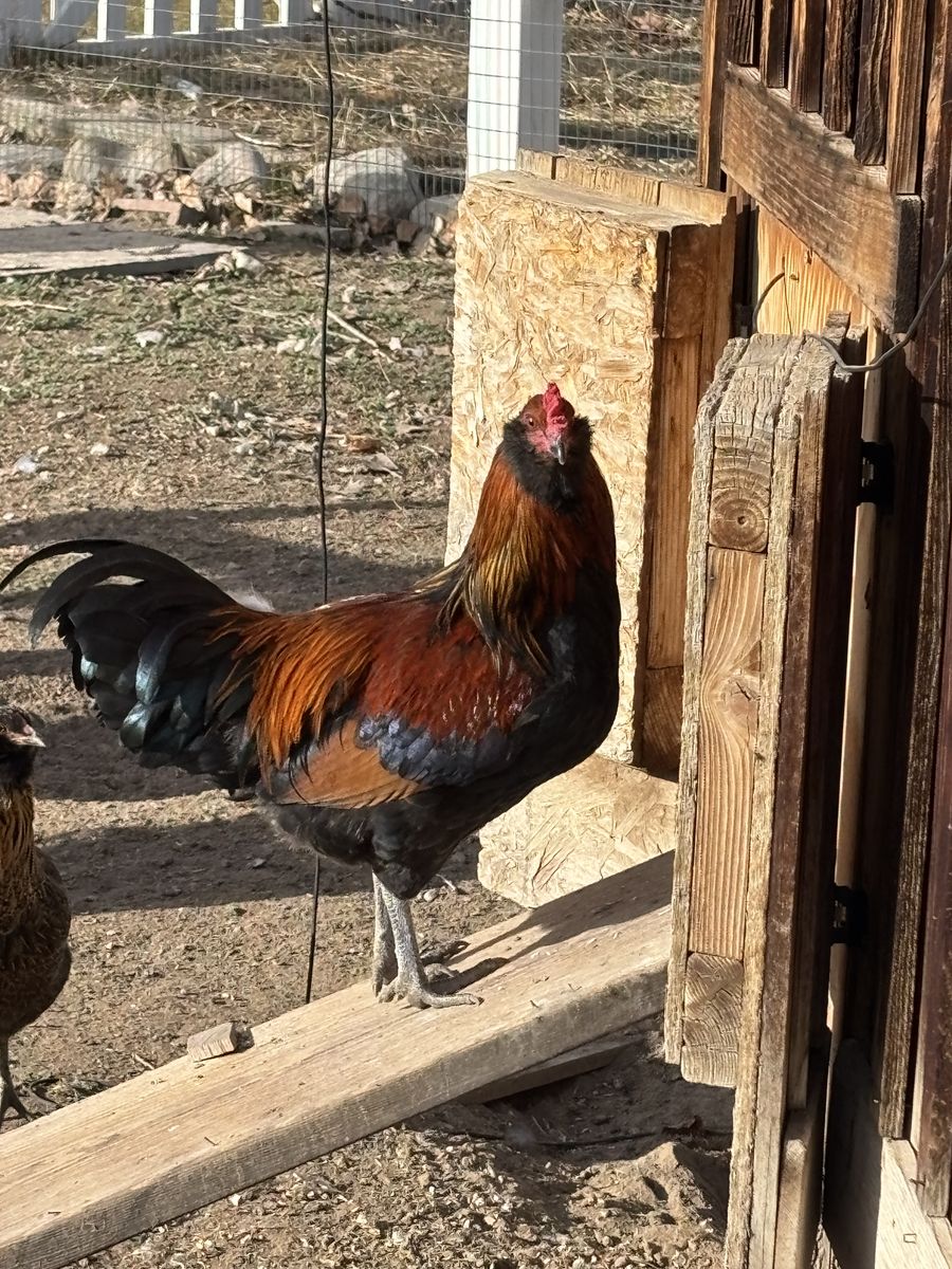FREE Roosters