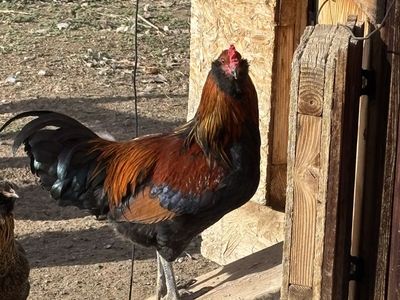 FREE Roosters