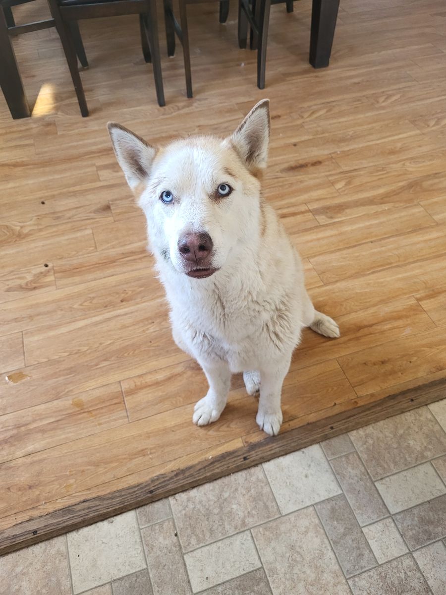 3 year old Husky
