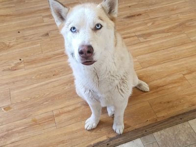 3 year old Husky