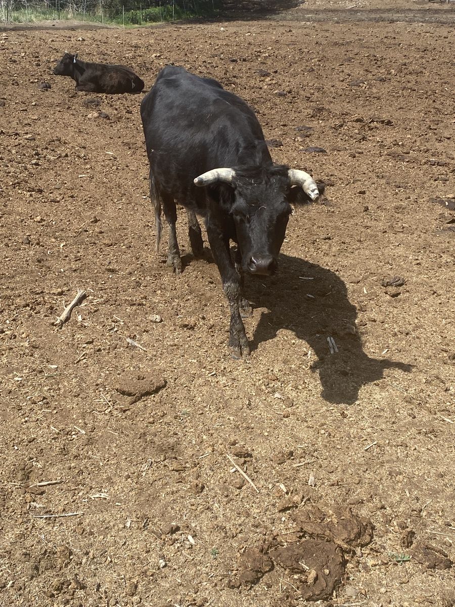 5 year old corriente heifer