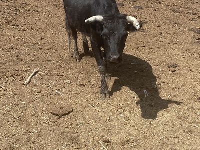 5 year old corriente heifer