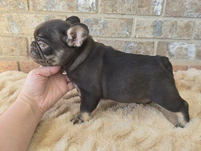 AKC Male French Bulldog