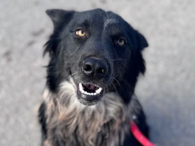 Hello my name is Pong