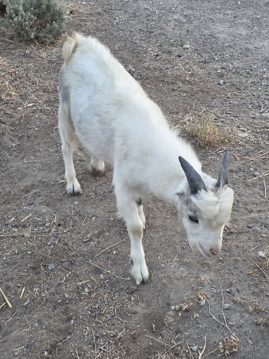 Goats