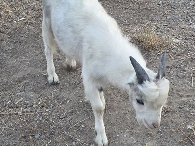 Goats