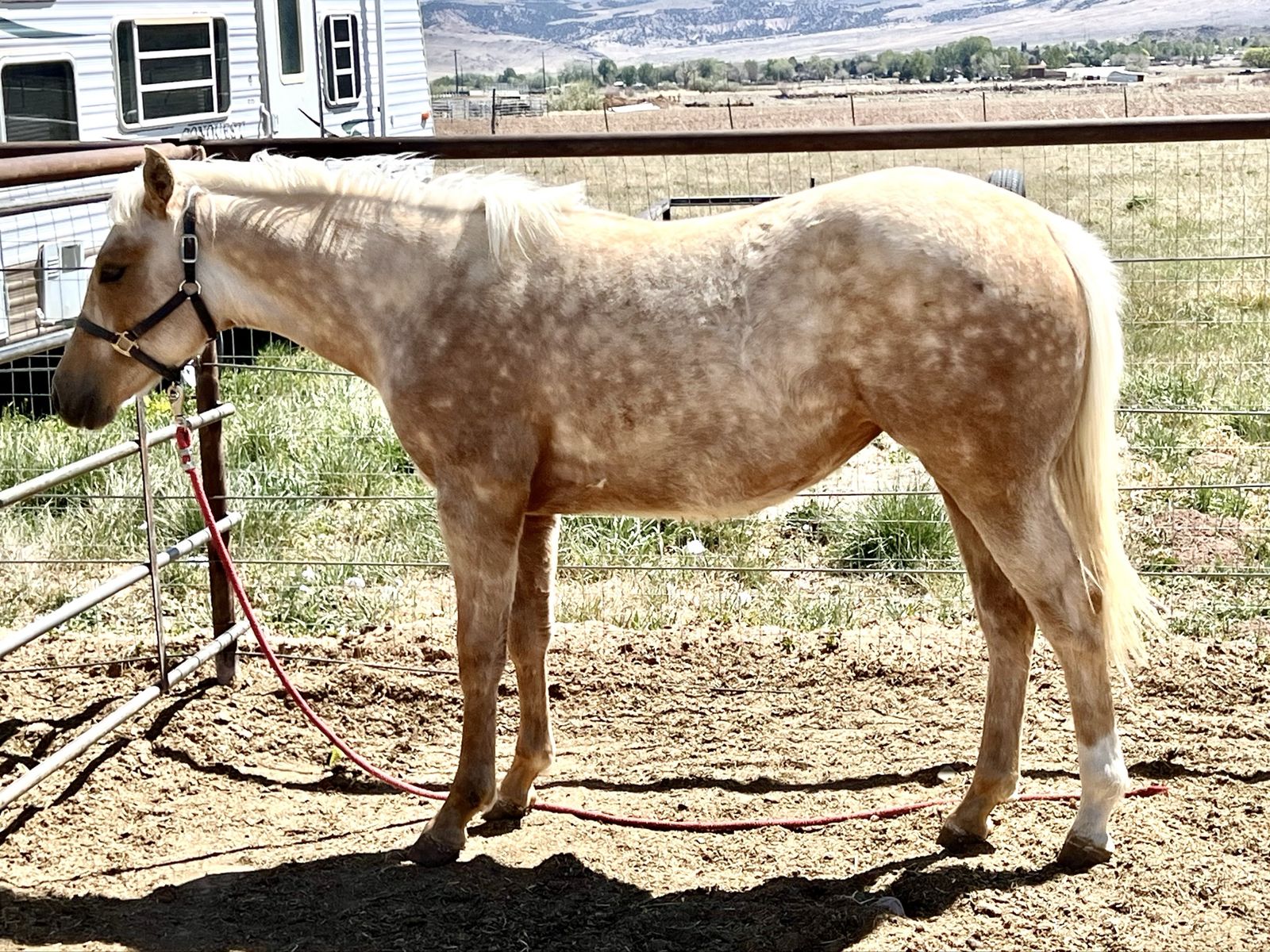 Catty Rey Filly Riata Eligible