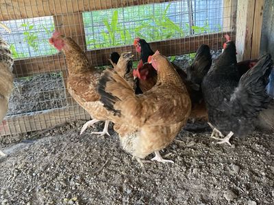 Laying Hens