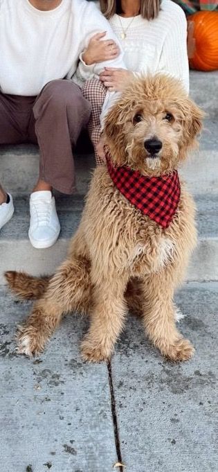 2-Year-Old Goldendoodle – Sweet Family Dog