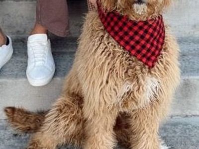2-Year-Old Goldendoodle – Sweet Family Dog