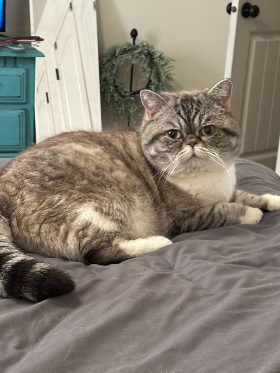 Pure Breed Persian Male Non Papered