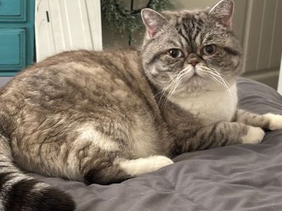 Pure Breed Persian Male Non Papered