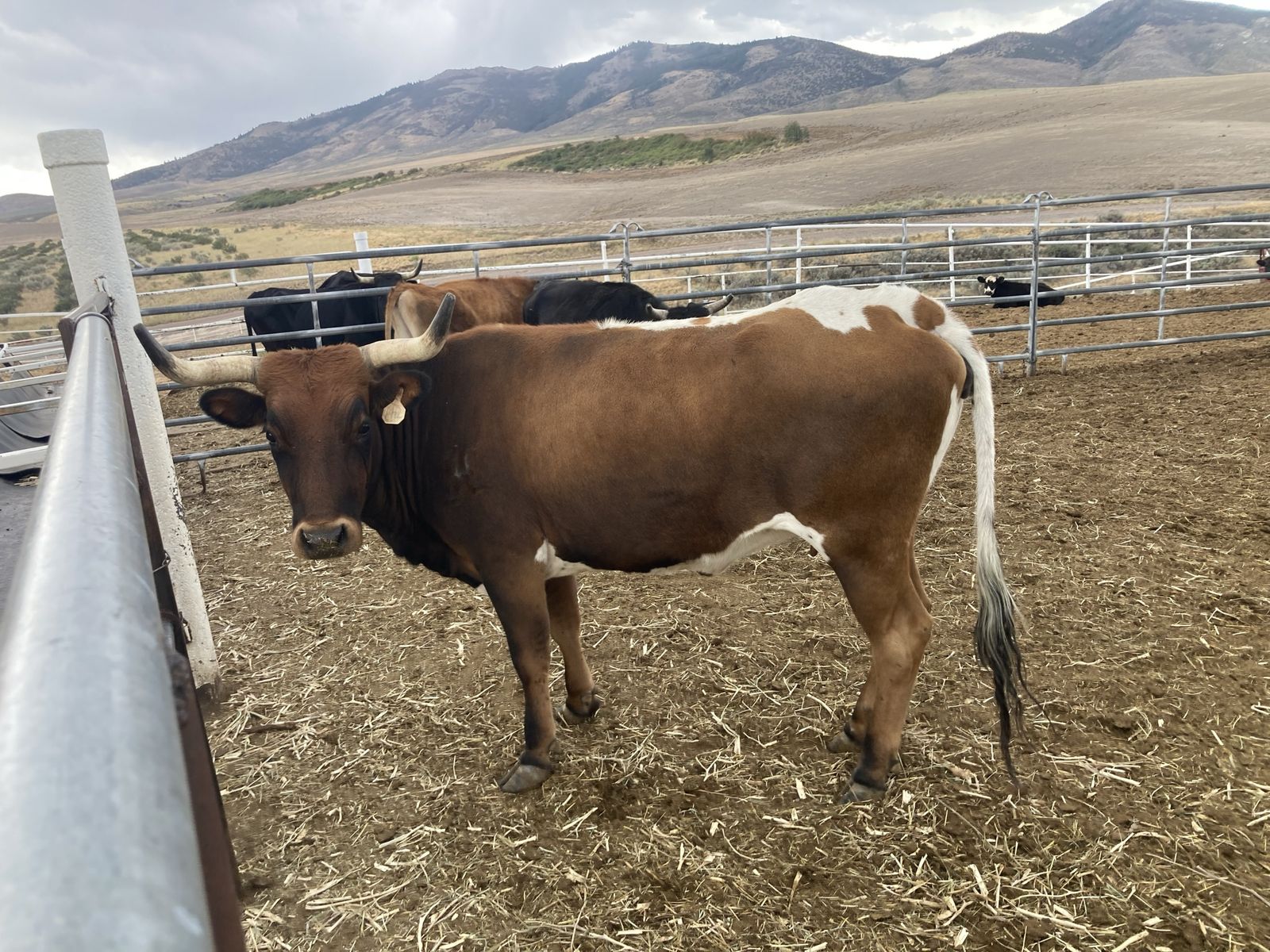 Bred corriente cows 