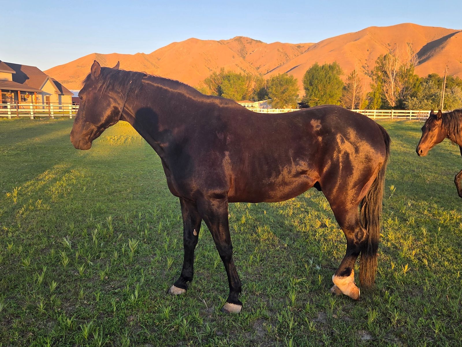 Rock Solid 21-Year-Old Gelding
